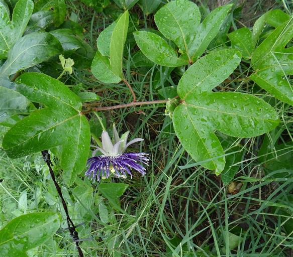 Passiflora incarnata